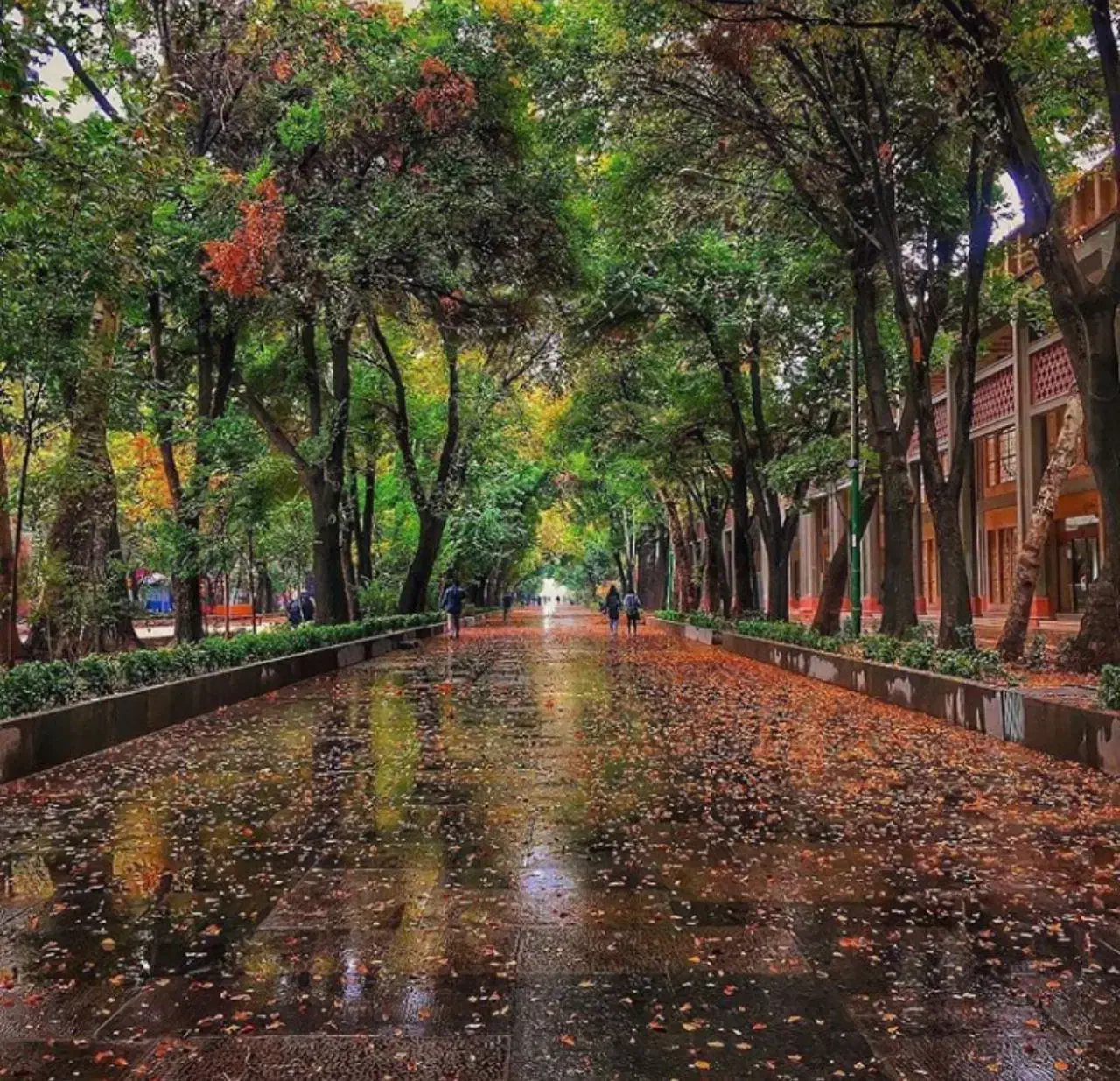 نیازمند همخونه