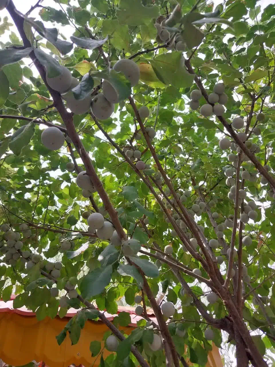 باغ ویلا