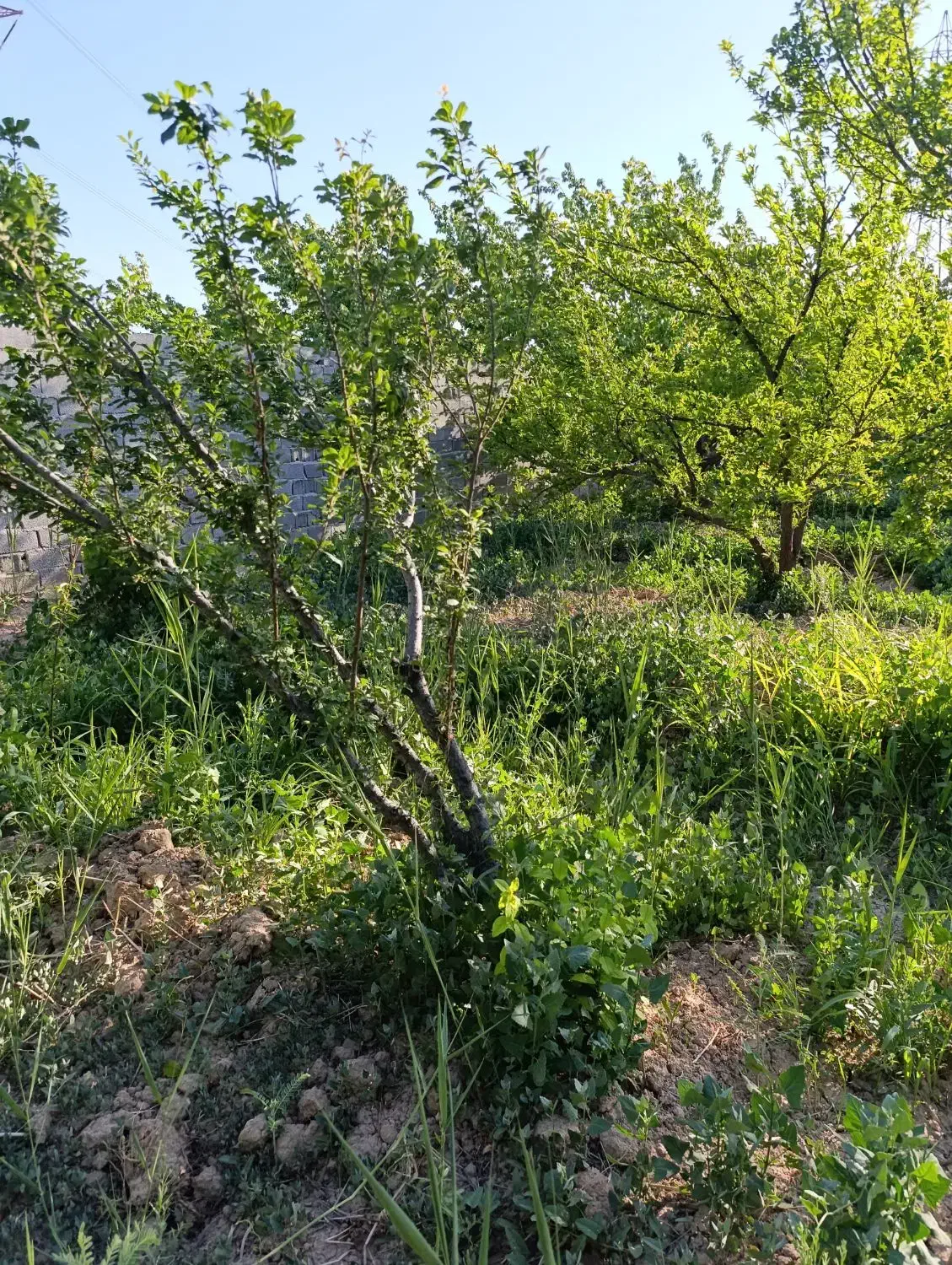 1800متر باغ منجیل آباد