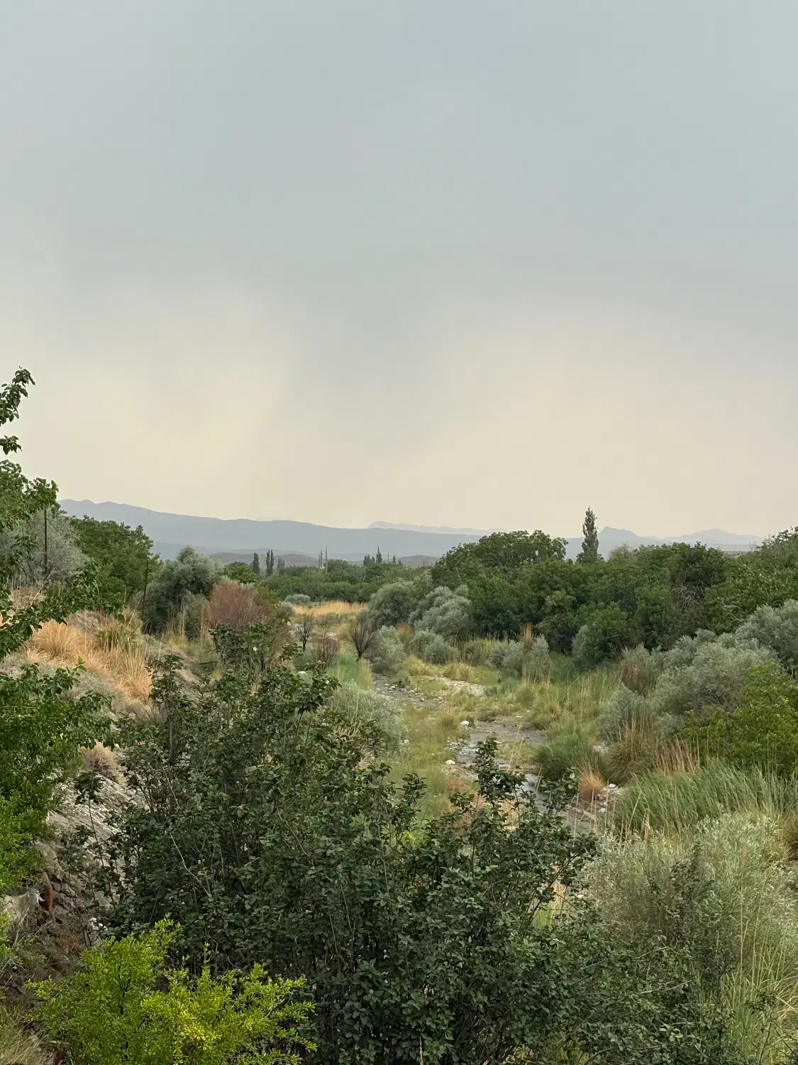 زمین بکر