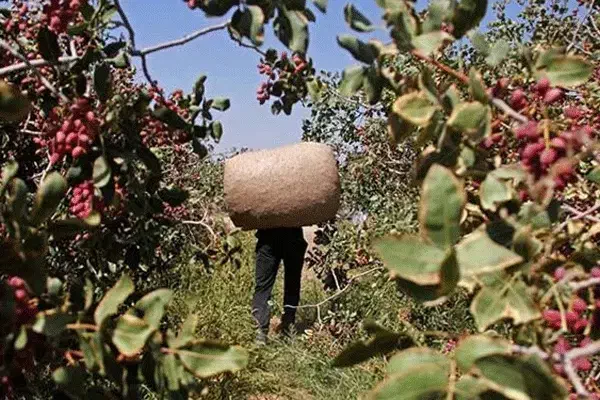 باغ پسته مثتمر و گاوداری ۱۵۰ راسی
