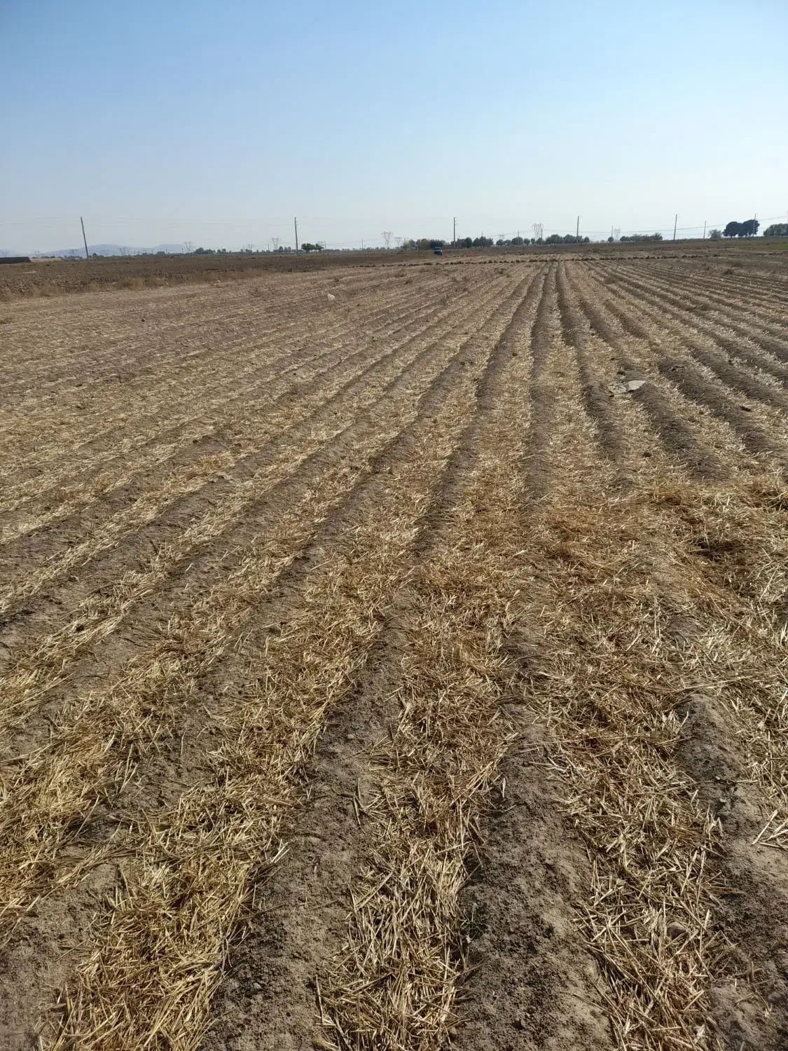 فروش یک هکتار زمین  با  سند تک برگ و مجوز گلخانه