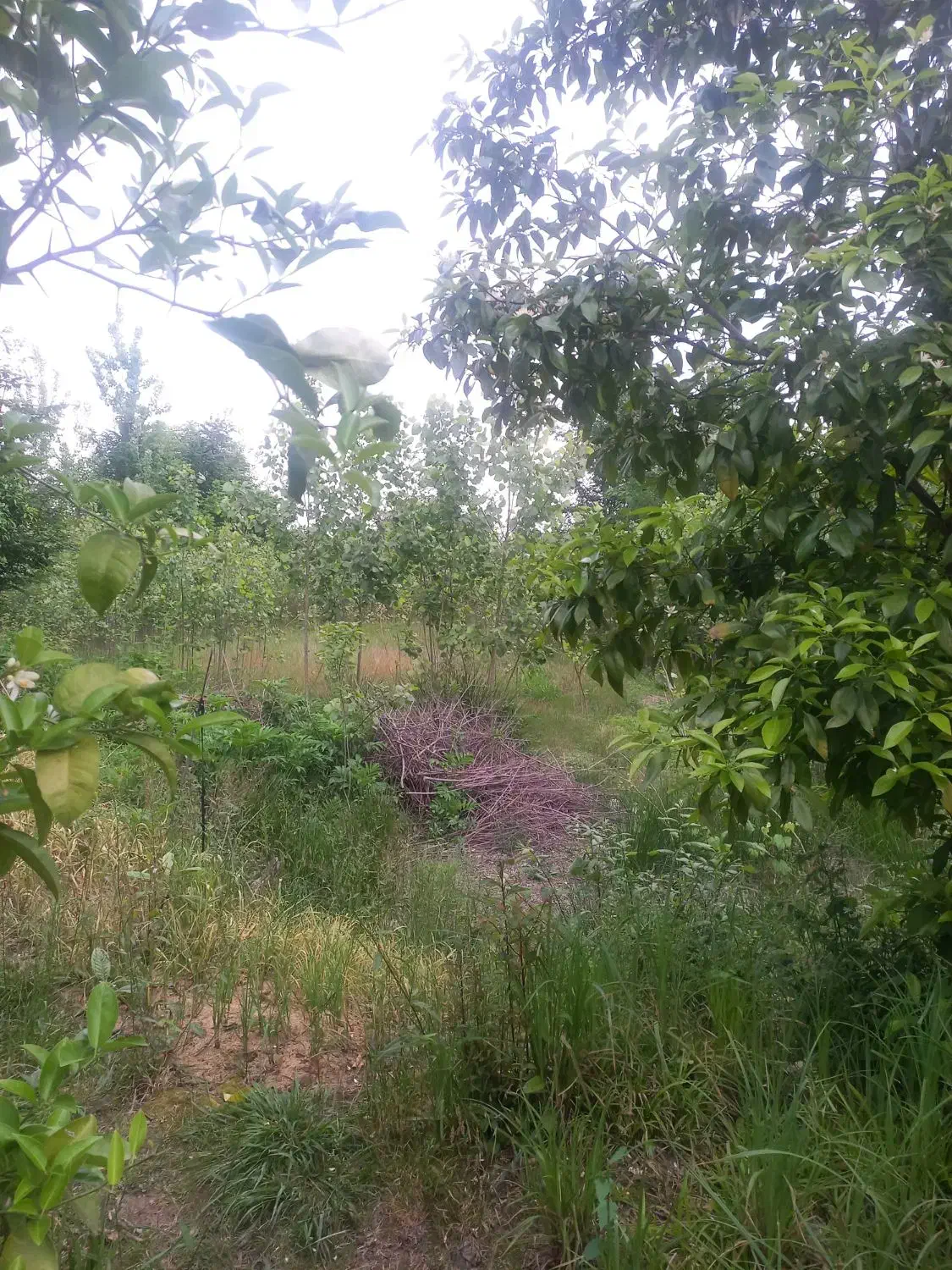 زمین مسکونی باغی ۵۰۰ متری