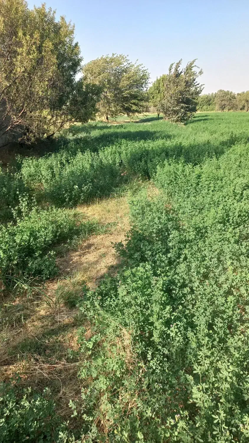 زمین کشاورزی