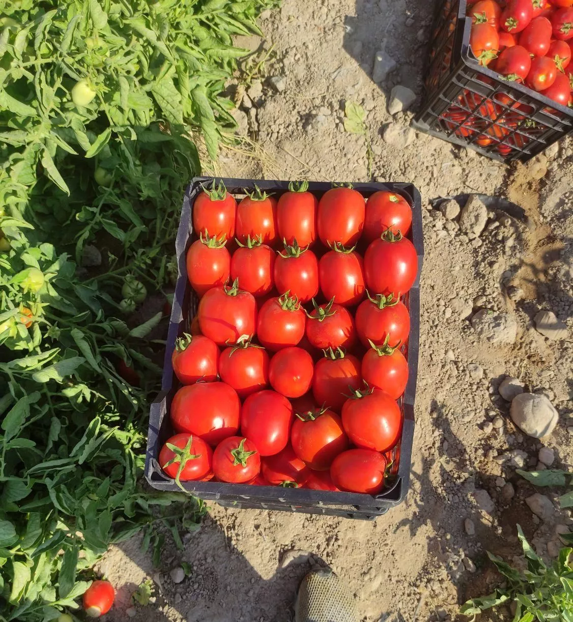 زمین کشاورزی (اسب زین شده) برای فروش
