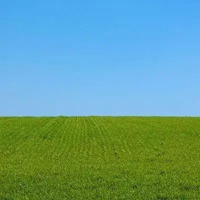 اجاره 2 هکتار زمین کشاورزی