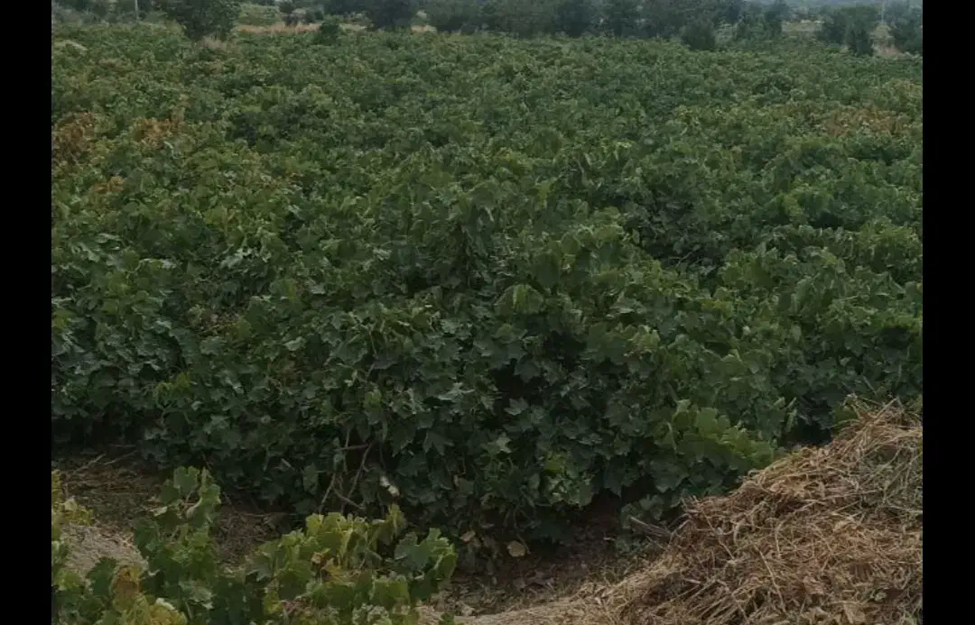 باغ انگور