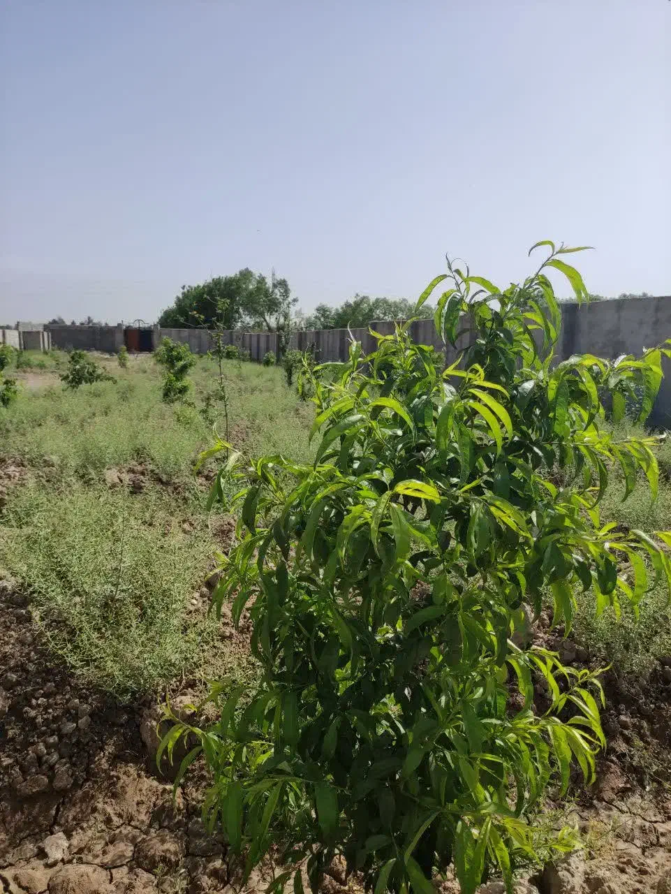 2500متر زمین چهار دیواری
