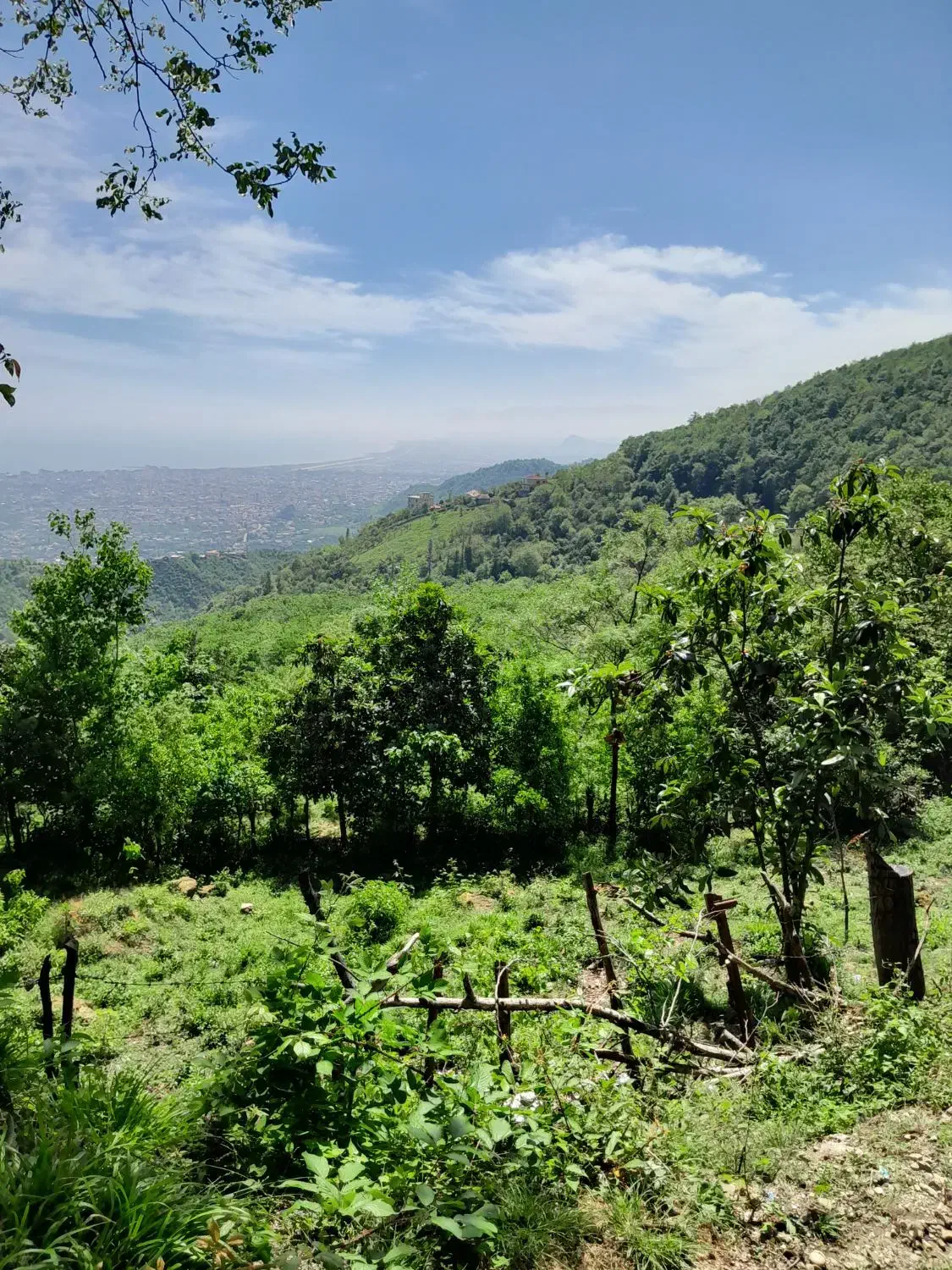 زمین ۳۰۰ متری کشاورزی درچه ولاشان دینان