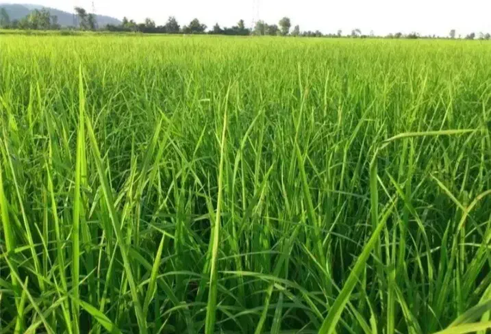 فروش زمین کشاورزی