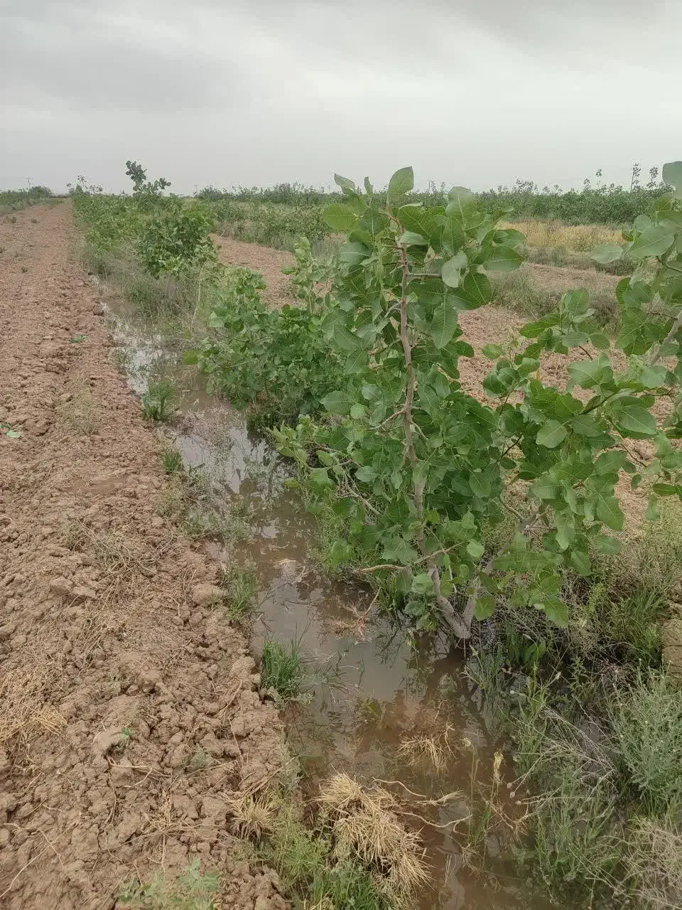 نیم هکتار باغ پسته
