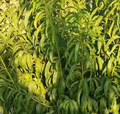 فروش باغ