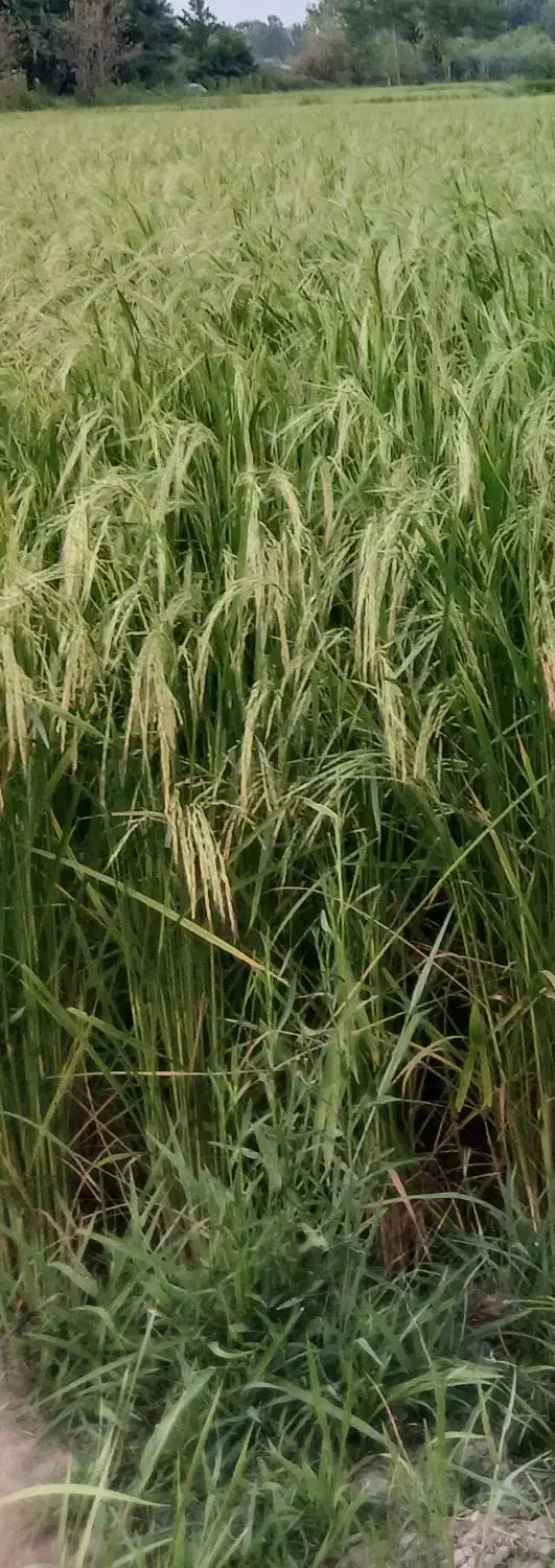 زمین شکاری