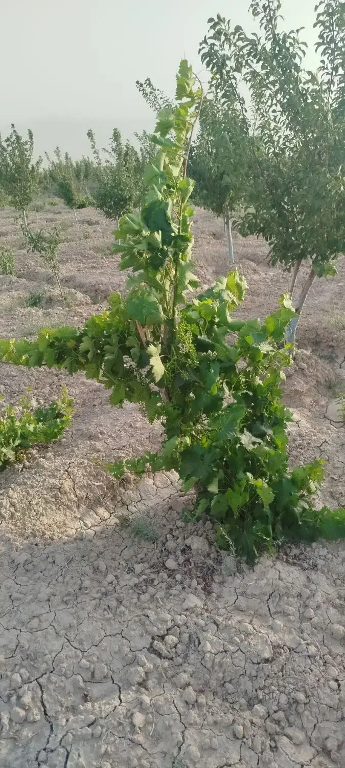 زمین مسکونی