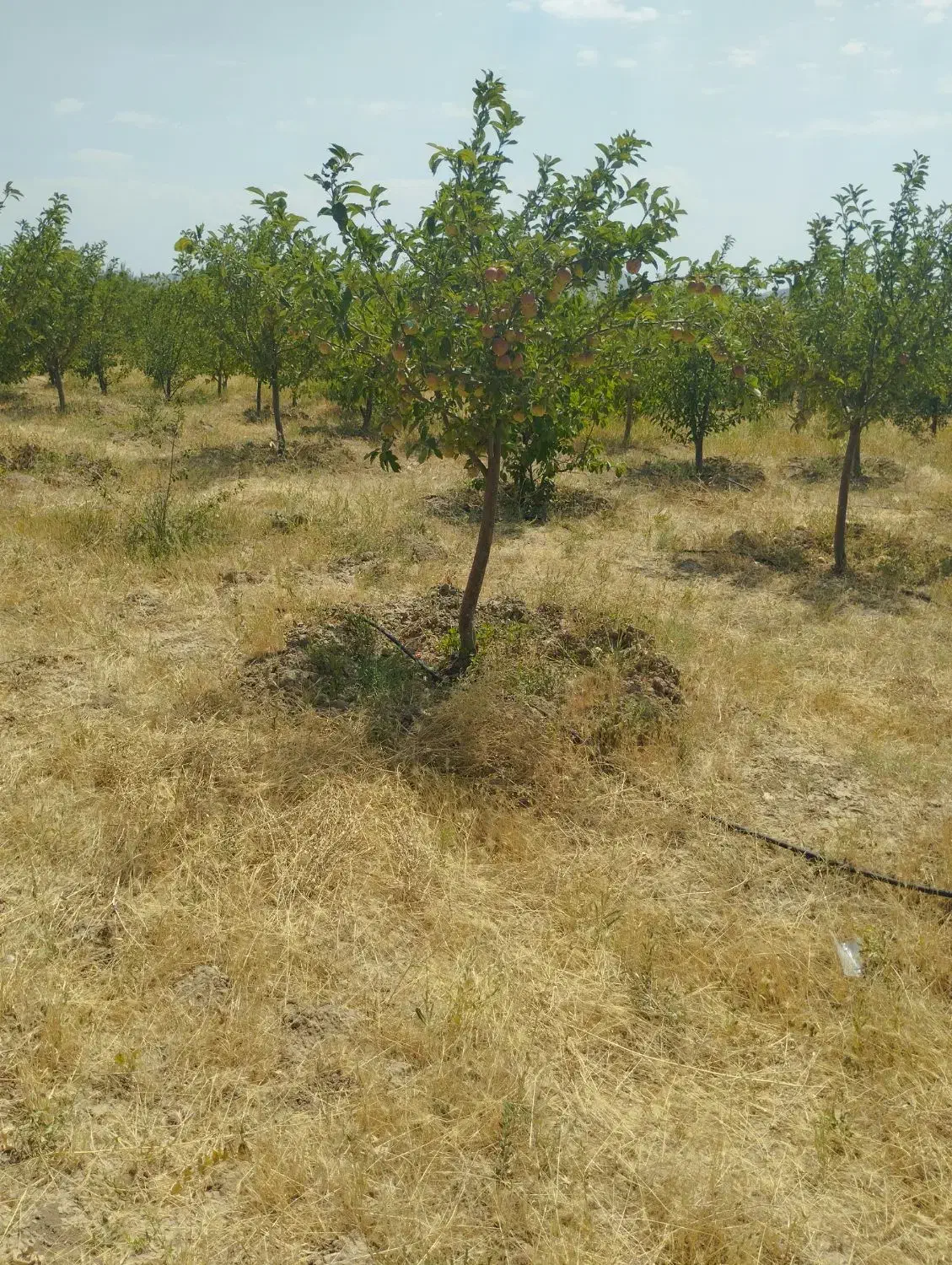 معاوضه زمین باغی اسپیران با خودرو