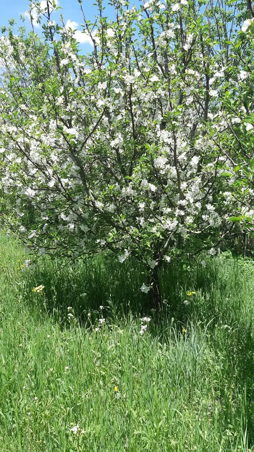 باع سیب به مقدار ۳۶۰۰ متر