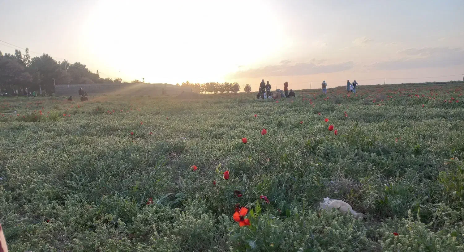 زمین آماده ساخت