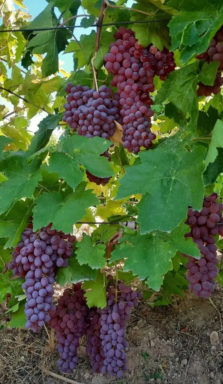 باغ انگور