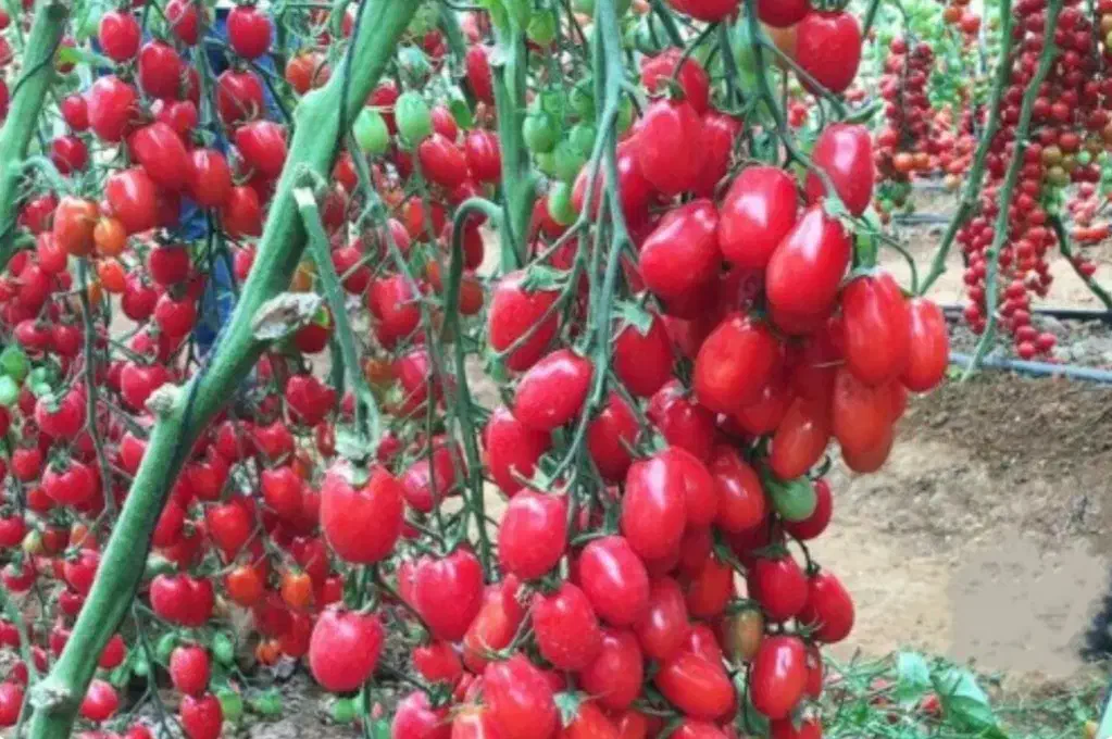 فروش گلخانه صنعتی قابل تهاتر