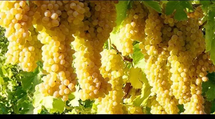 فروش باغ ثمری در سیسخت با موقعیت مناسب