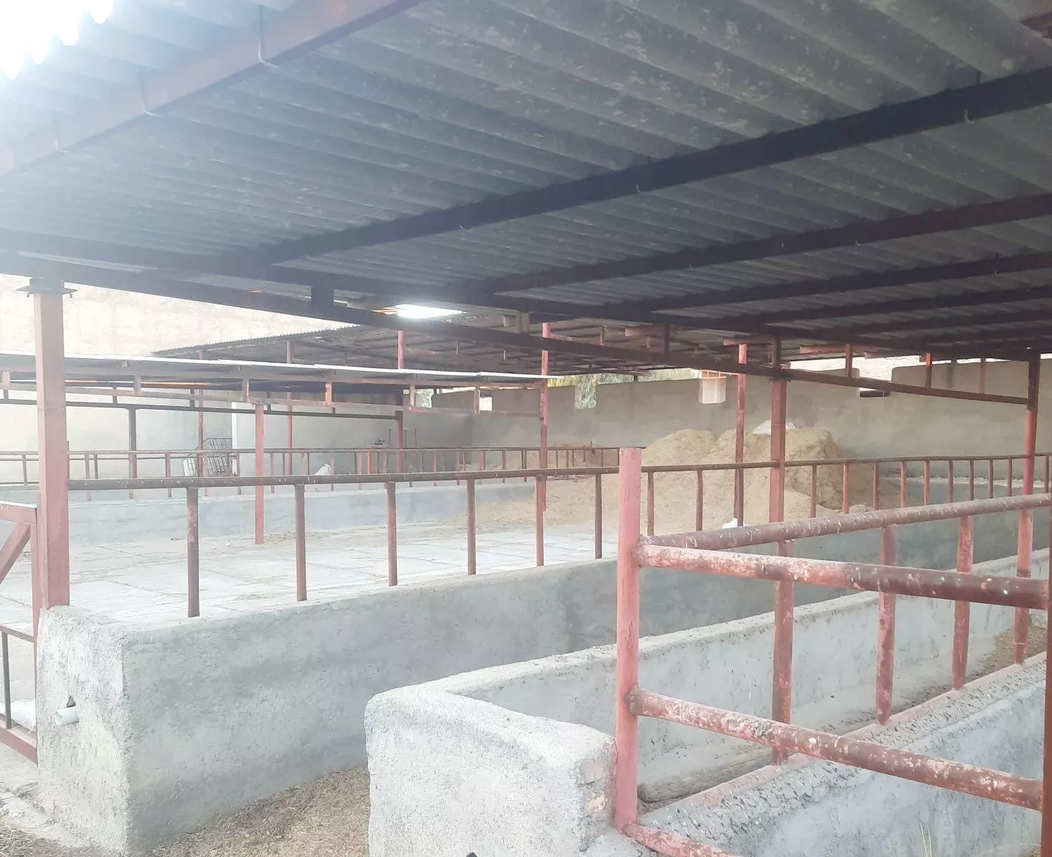 پرواربندی گوساله یکصد راسی