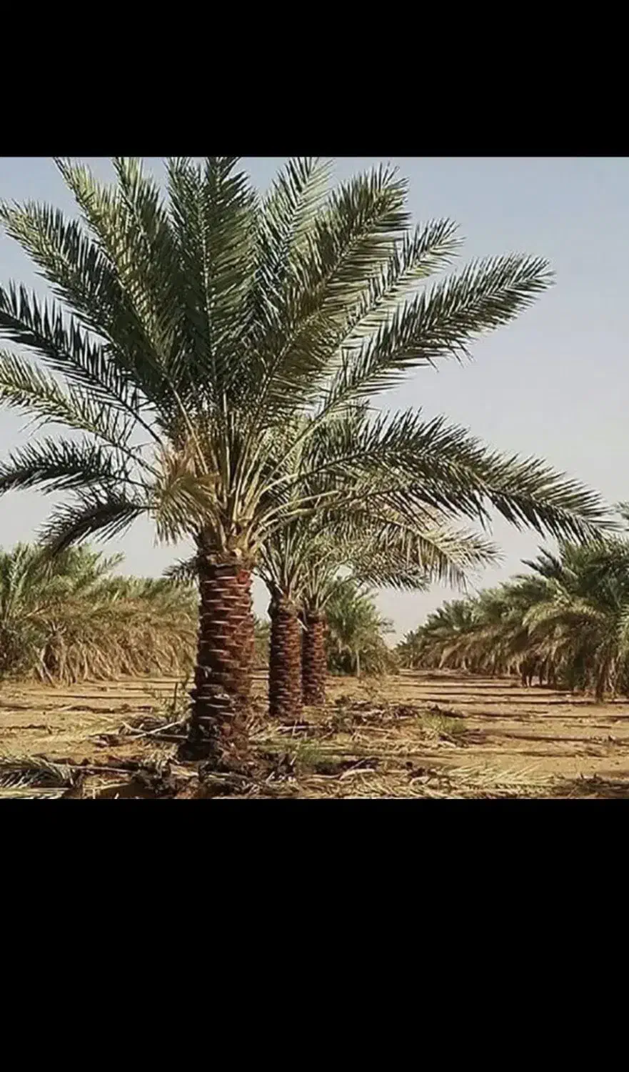 معاوضه تجاری با باغ خرما