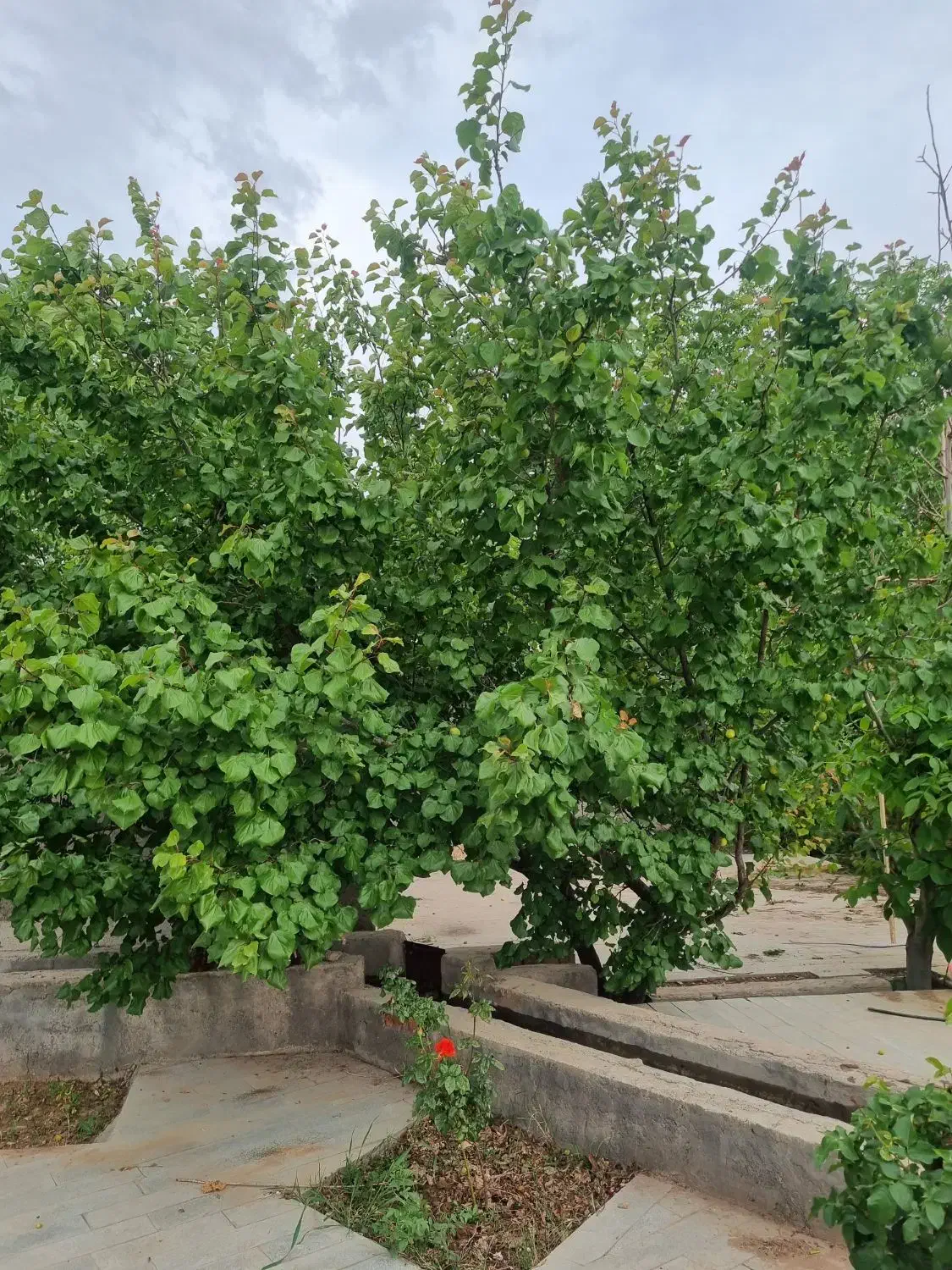 فروش باغ در ماهان