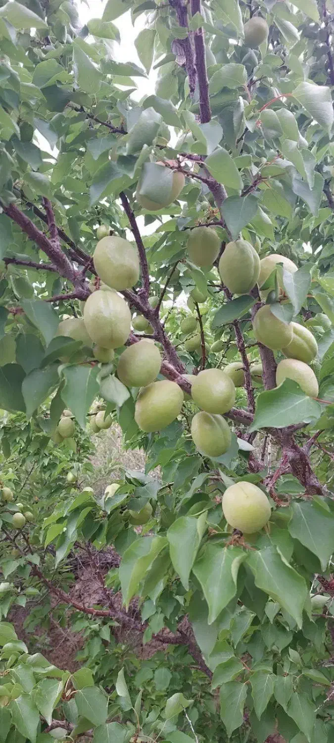 باغ بارده با قنات واستخر دیباج