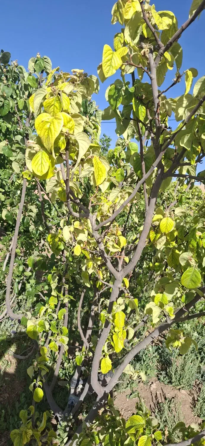 زمین مسکونی