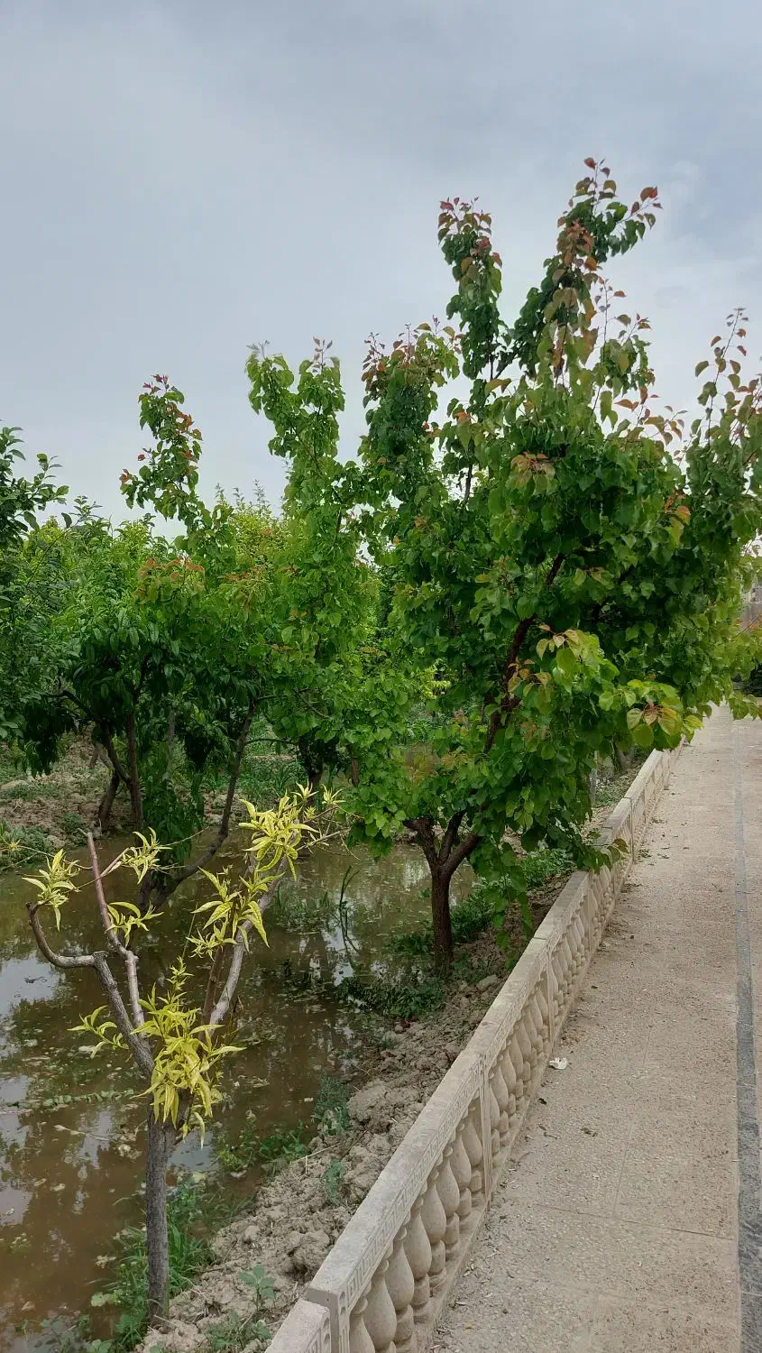 باغ چهاریواری