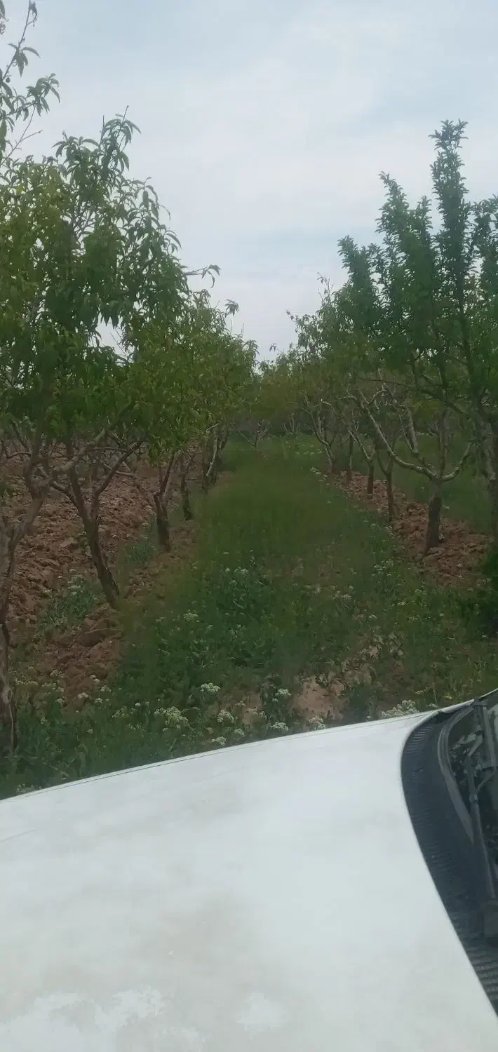 فروش باغ۱۲۰۰متر باغ۱۲۰۰متر