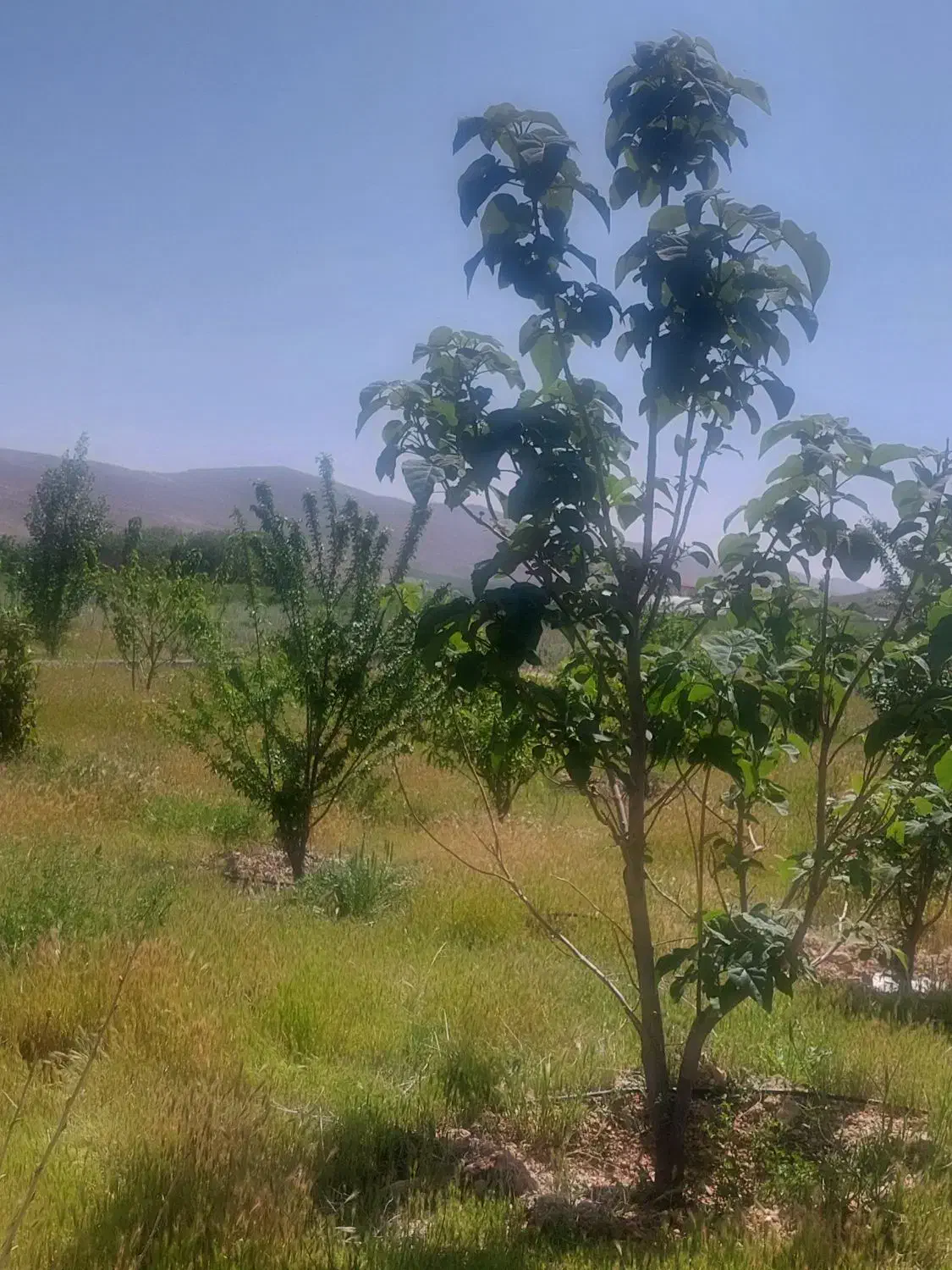 فروش باغشهری در ملوسجان