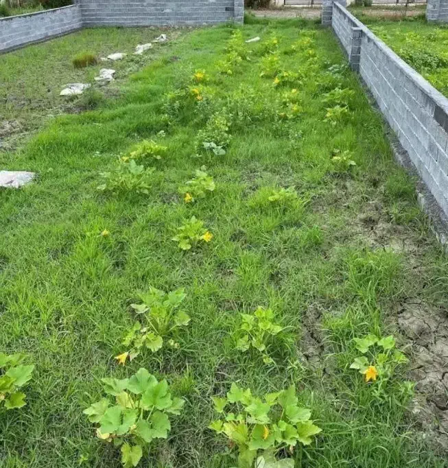 ی قطعه پلاک داخل بافت خوش قواره