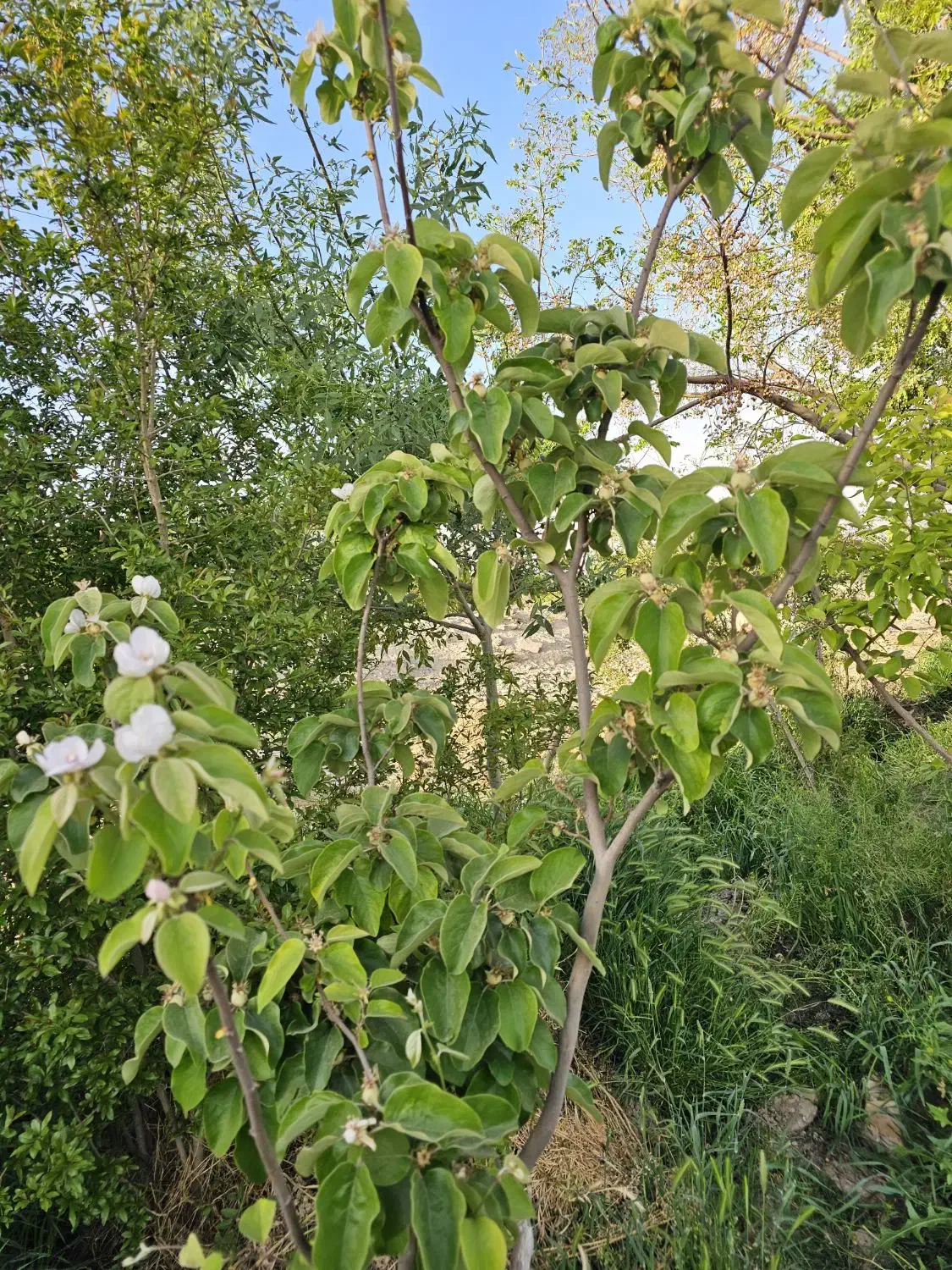 فروش باغچه ۵۱۴ متری