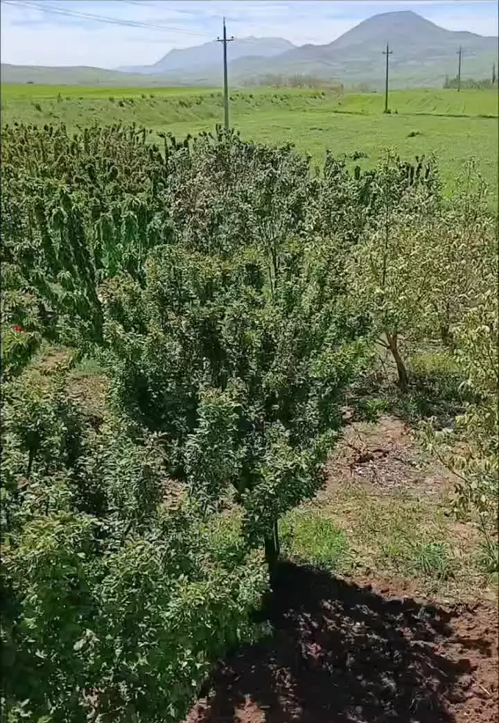 باغ