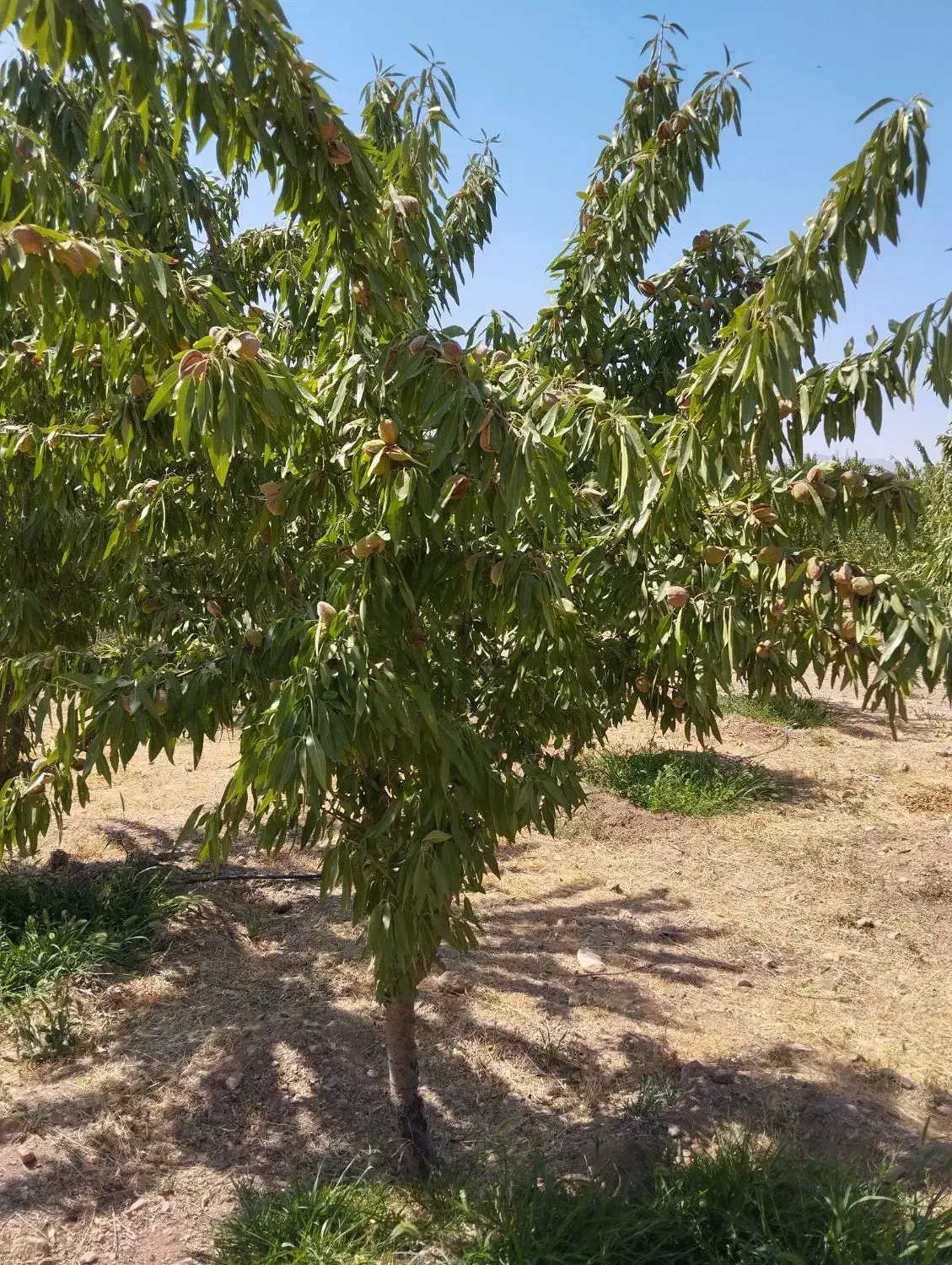 فروش زمین کشاورزی