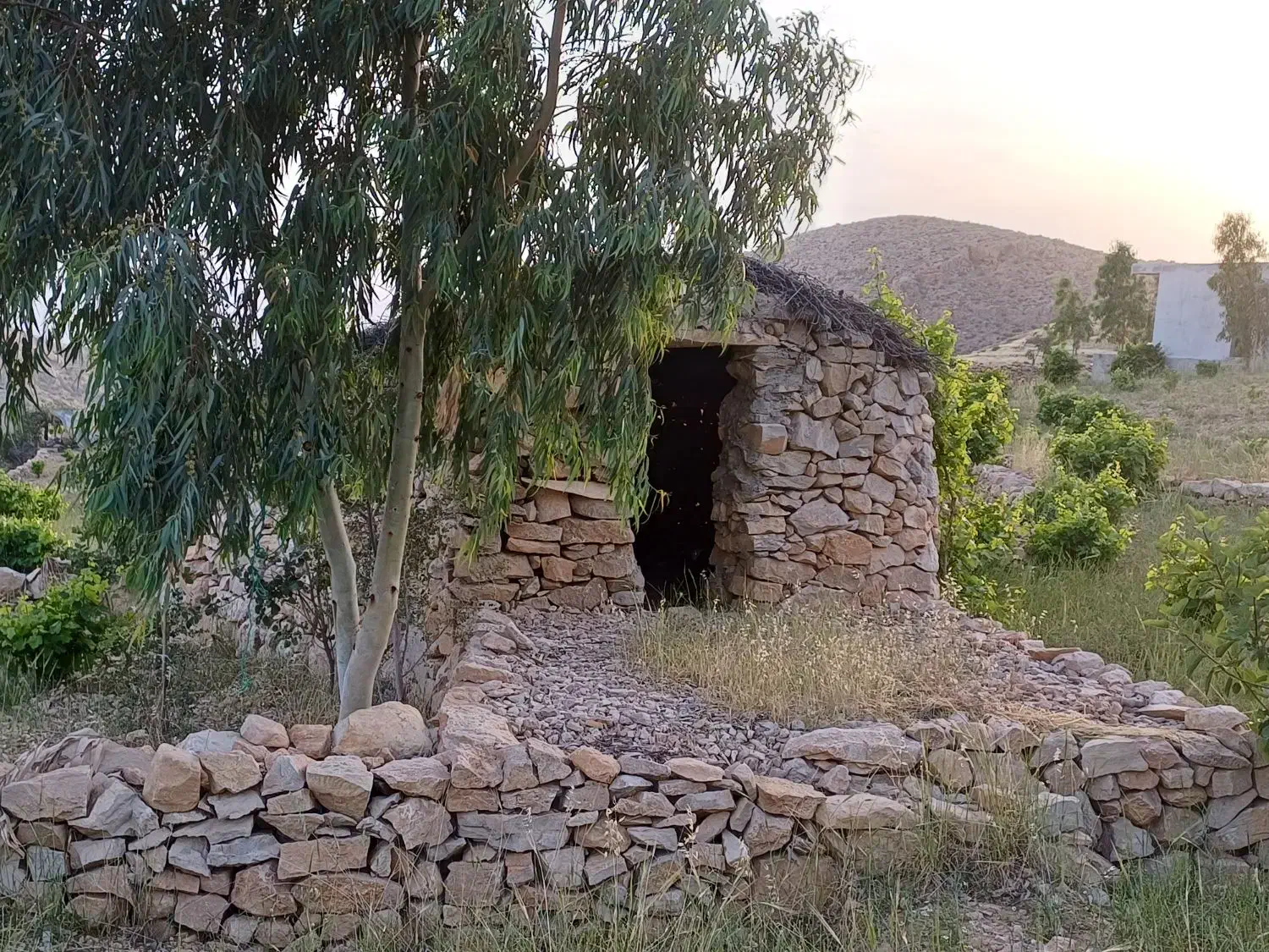 فروش باغ انگو ری
