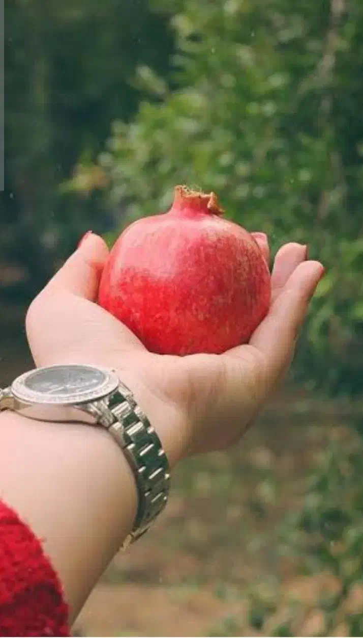 تعدادی قطعه زمین باغ نذر (رایگان)