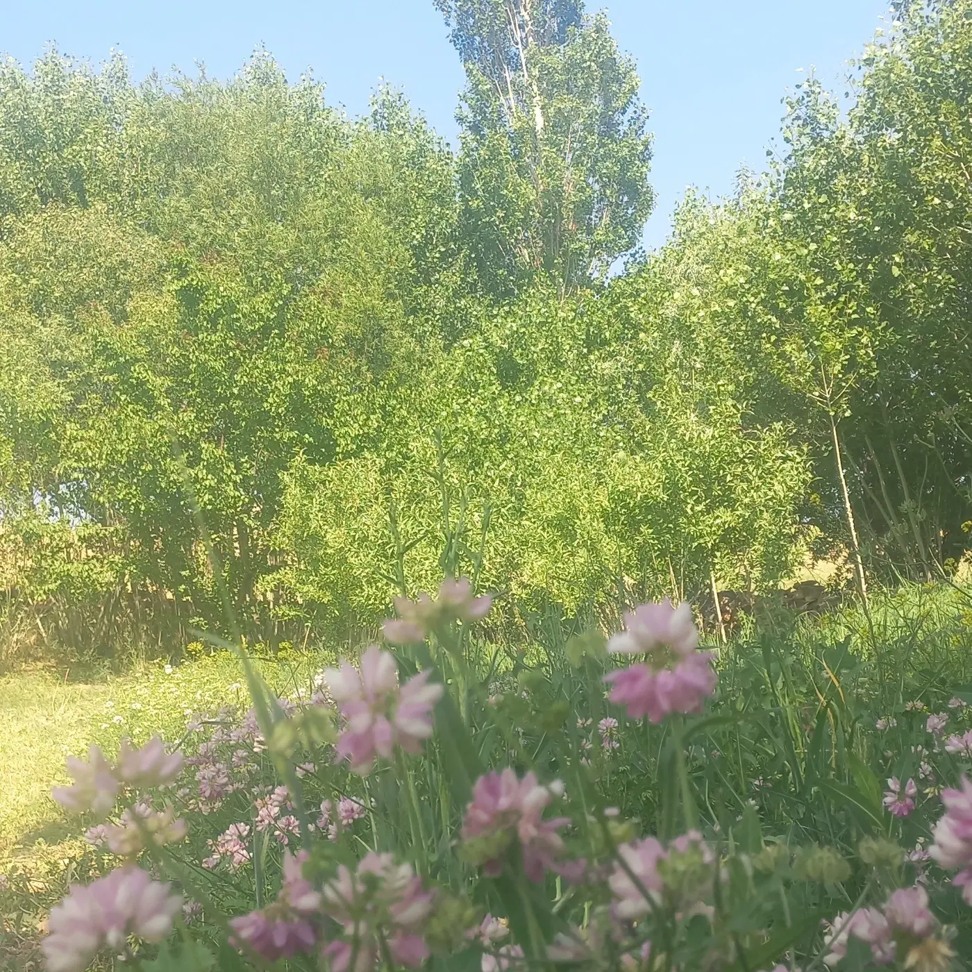 زمین 1000 متری مجموعه باغشهری فاتح