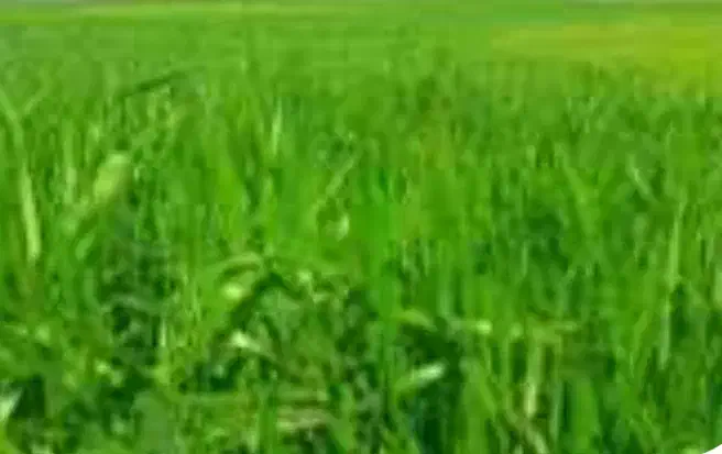زمین کشاورزی