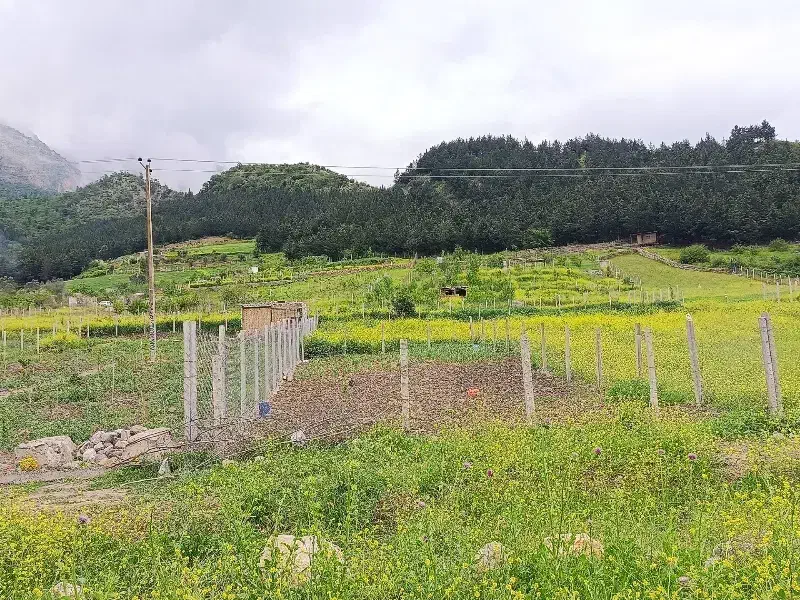 زمین باغی