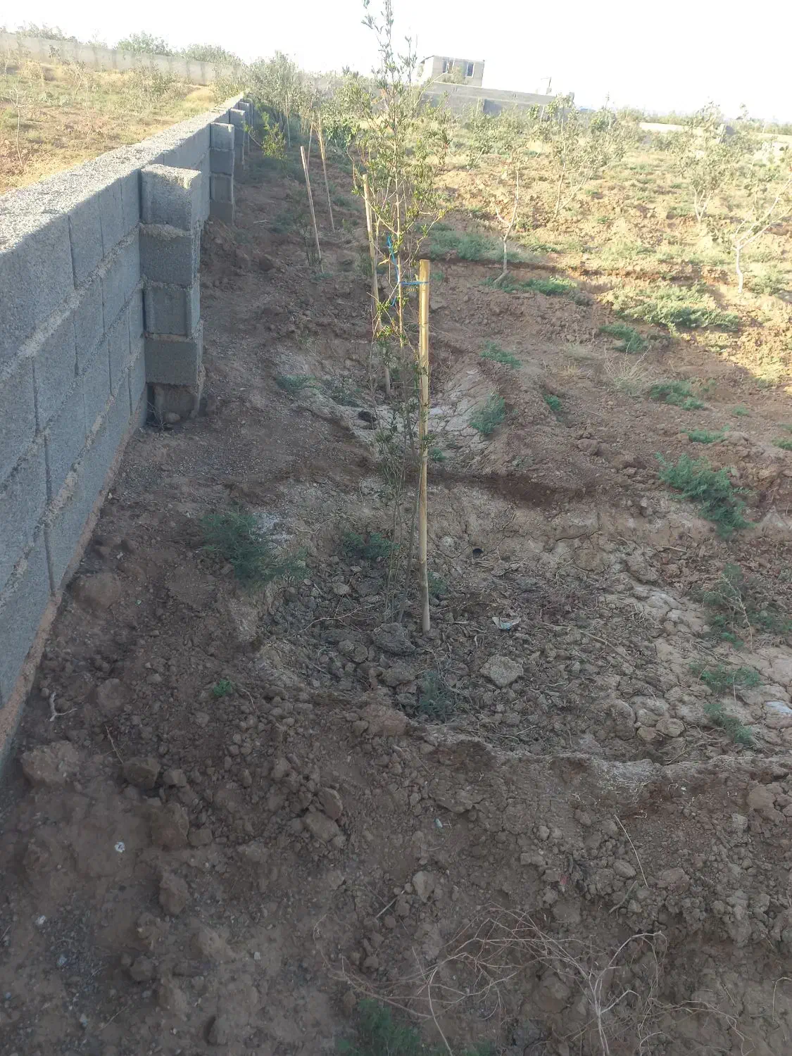 باغ پسته و انار