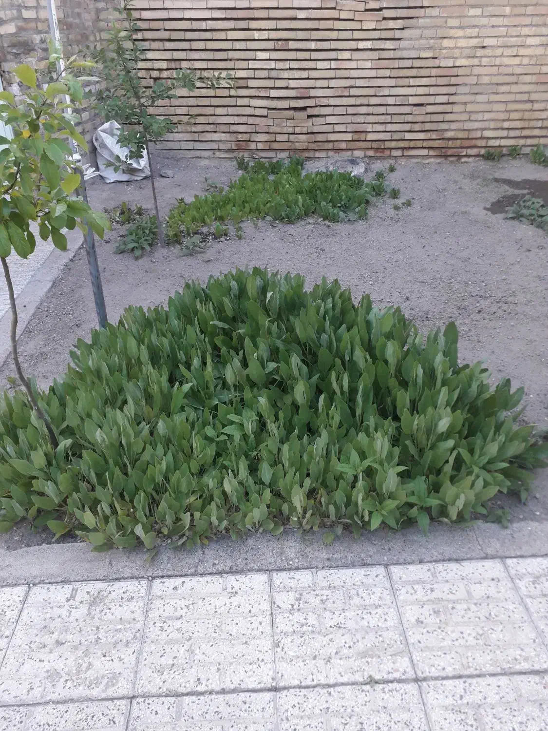 احاره ملک