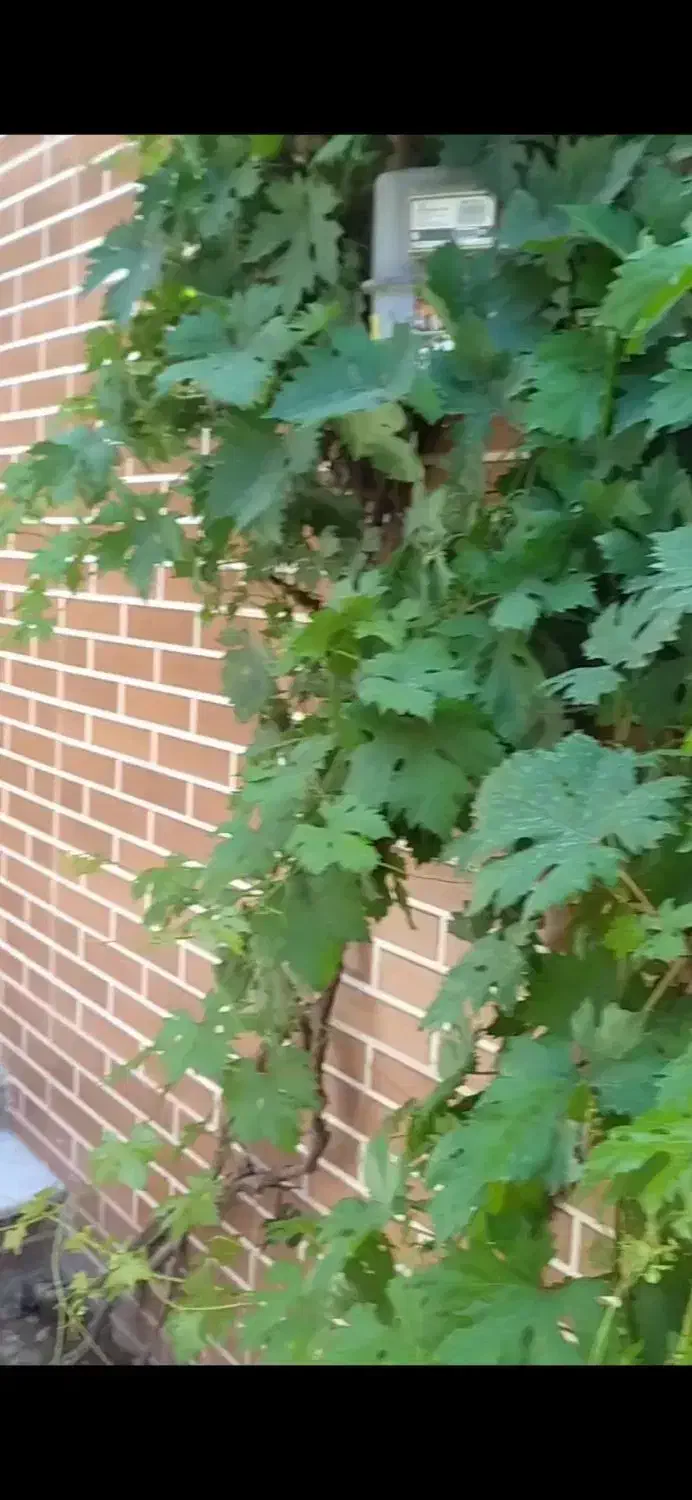 خانه دربست ویلایی