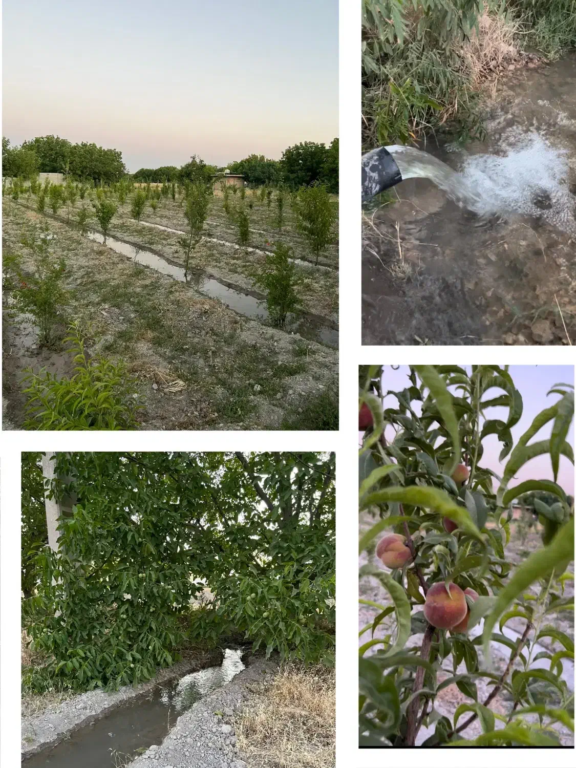 زمین باغ