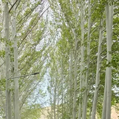 فروش و معاوضه ی باغ اینده دار