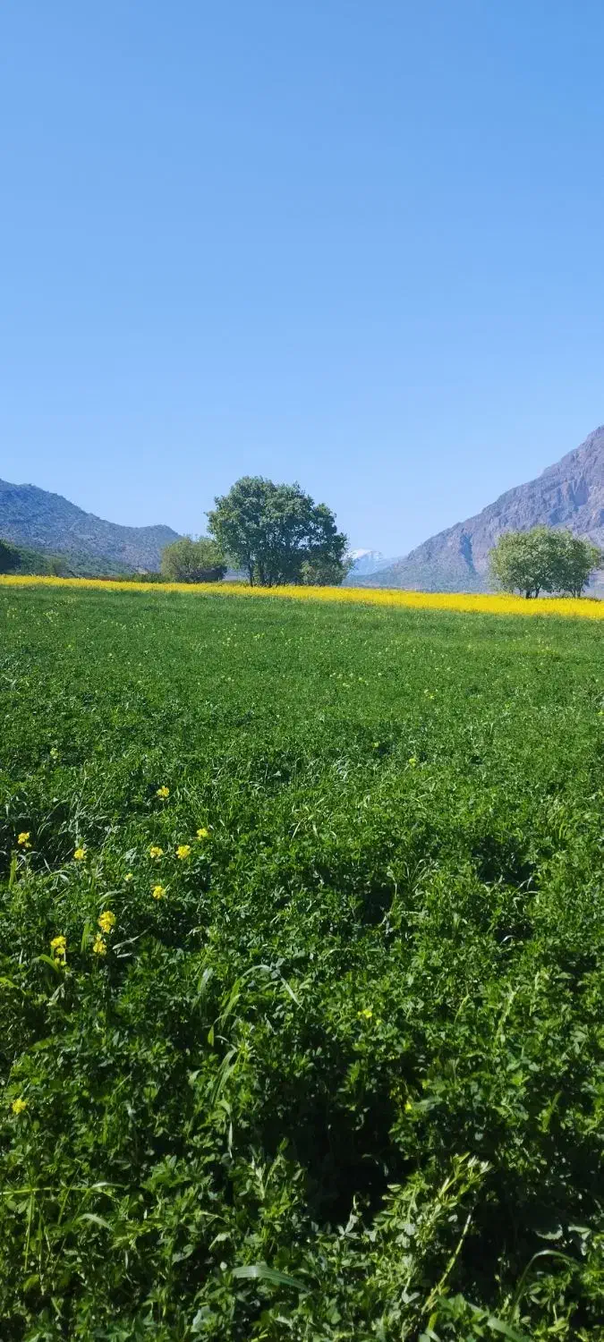 زمین کشاورزی آبی