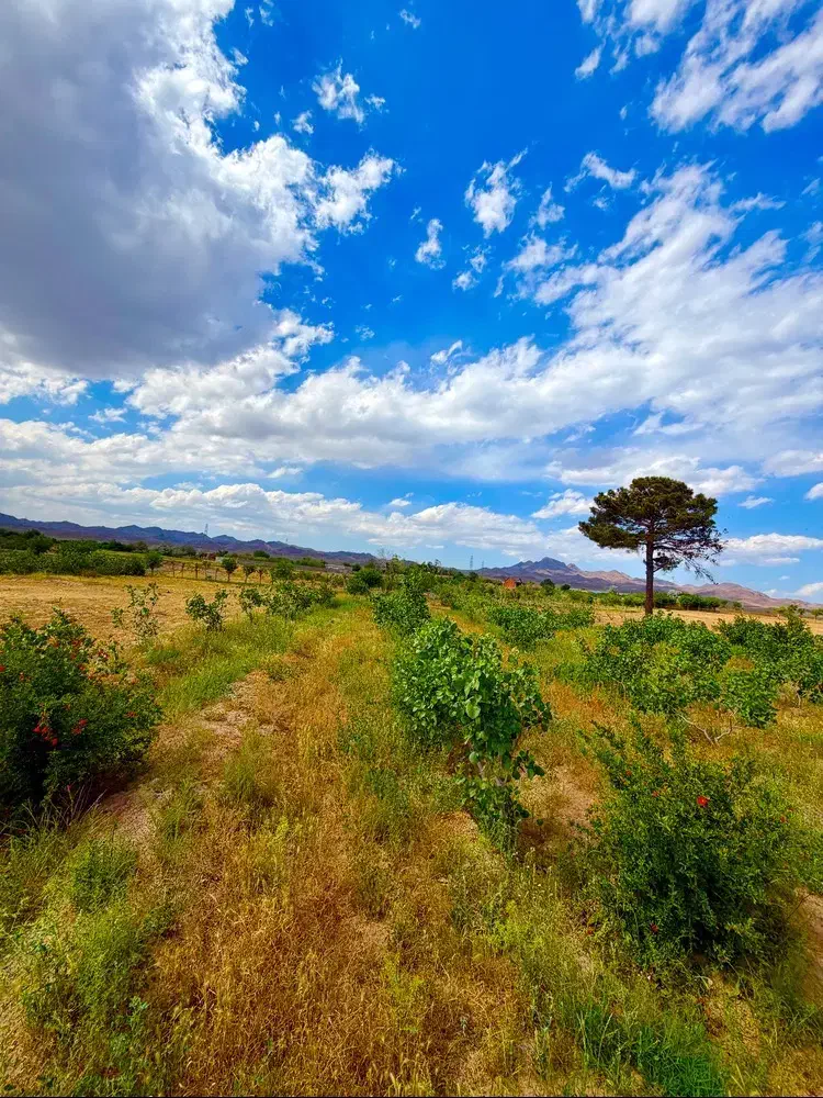 زمین پسته ای با دو ساعت آب