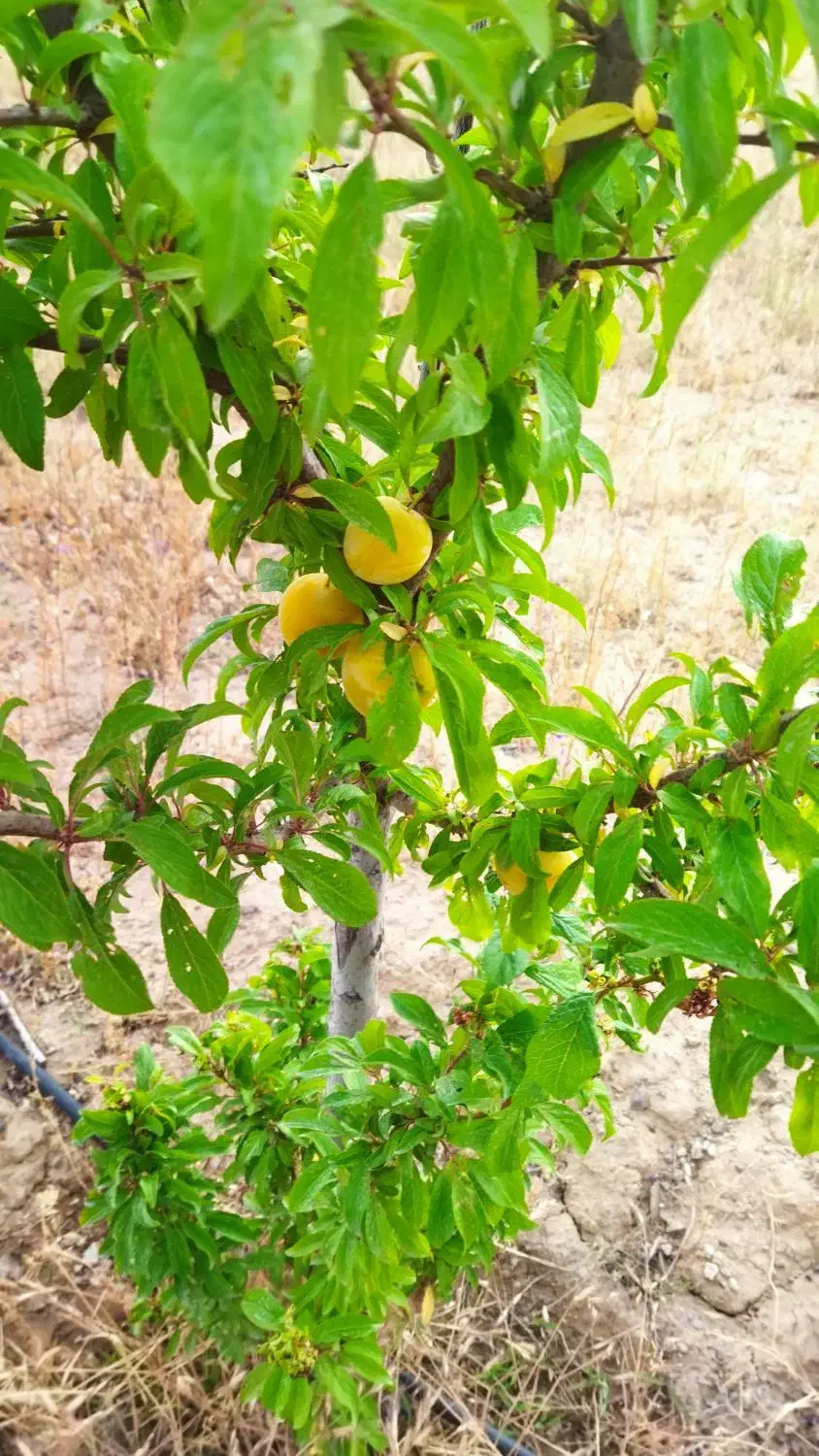 باغشهرمینودشت برای تهرانیای عزیز.معاوضه باماشین
