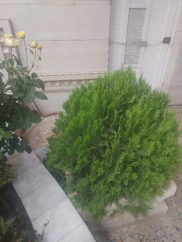زمین فروشی دونبش